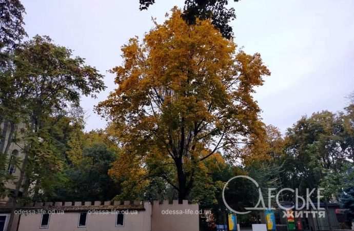 Ноябрь в Одессе, желтое дерево
