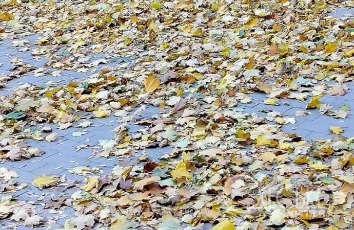 Ноябрь в Одессе, опавшие листья