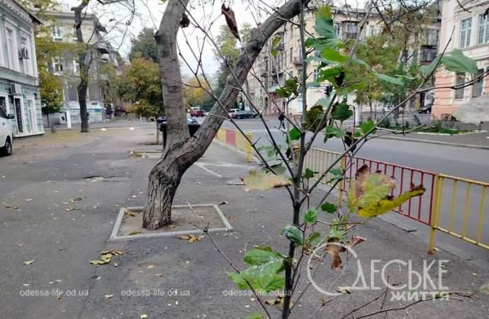 Ноябрь в Одессе, листья опадают