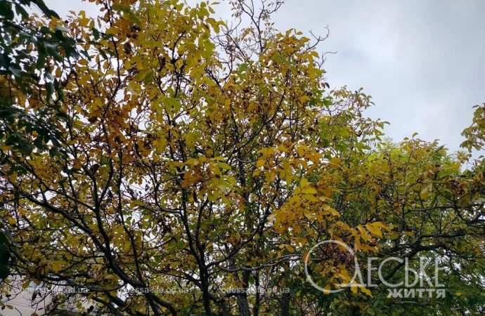 Ноябрь в Одессе, дерево