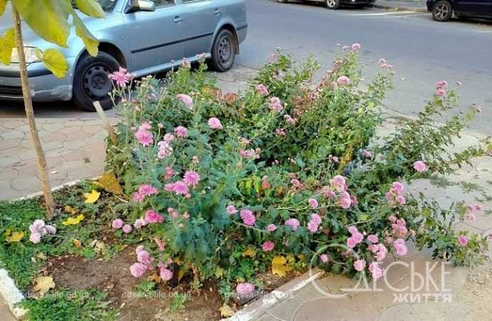 Ноябрь в Одессе, авто