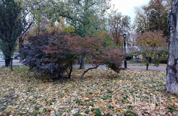 Ноябрь в Одессе, деревья