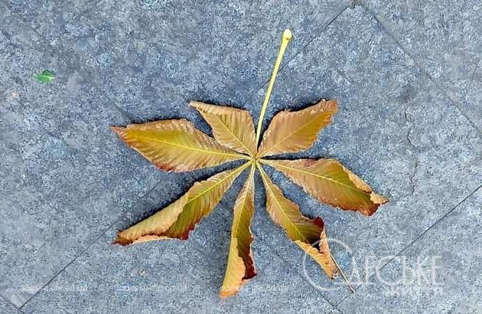 Ноябрь в Одессе, лист платана