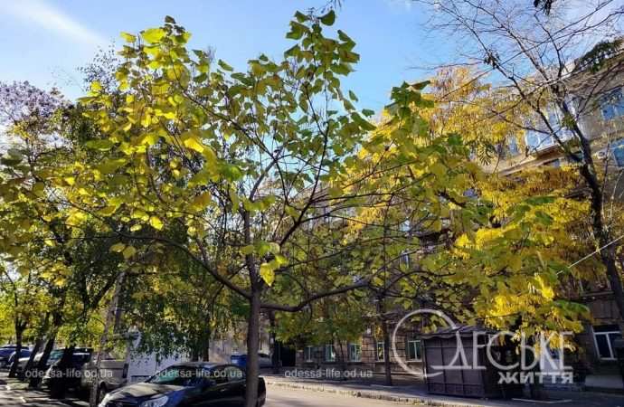 Ноябрь в центре Одессы