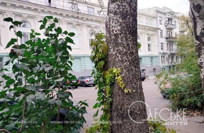 Ноябрь в Одессе, н улице