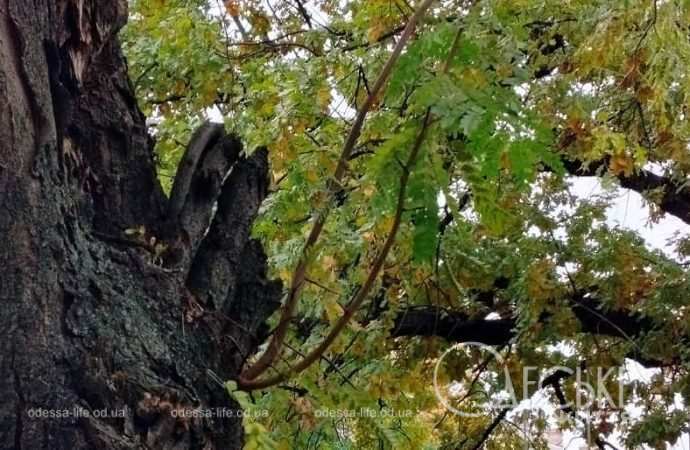 Ноябрь в Одессе