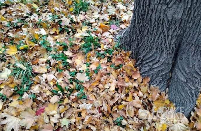 Ноябрь в Одессе, ковер из листвы