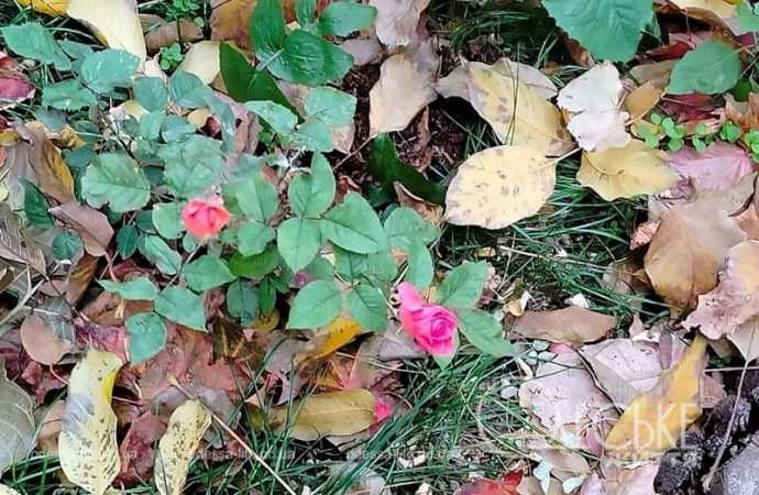 Ноябрь в Одессе, цветы и листья