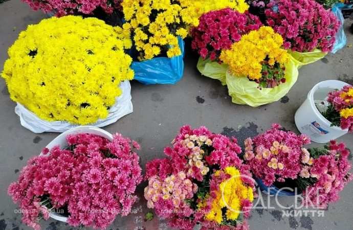 Ноябрь в Одессе, осенние цветы