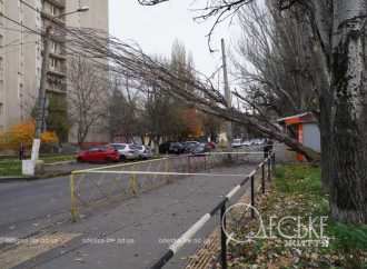 В Одесі сильний вітер повалив дерева та рекламні щити (фото)