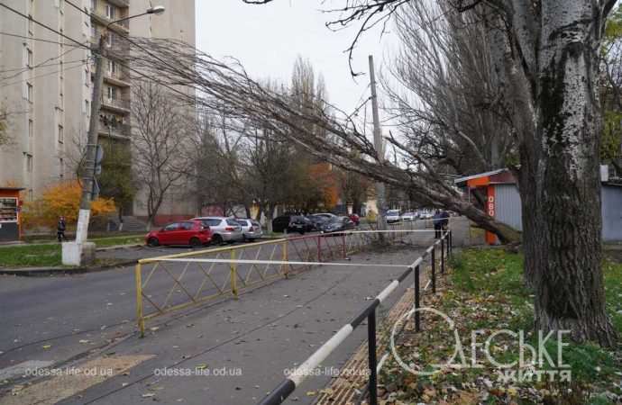 В Одесі сильний вітер повалив дерева та рекламні щити (фото)