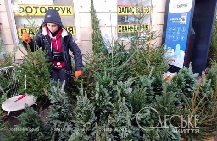 Елки в Одессе - ассортимент и цены