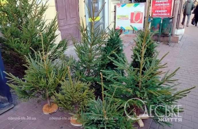 Какие елки продают в Одессе