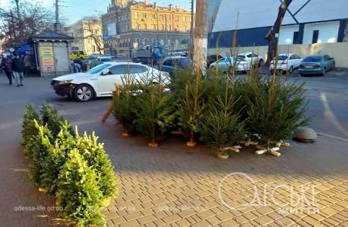 У одесского Привоза начали продавать елки