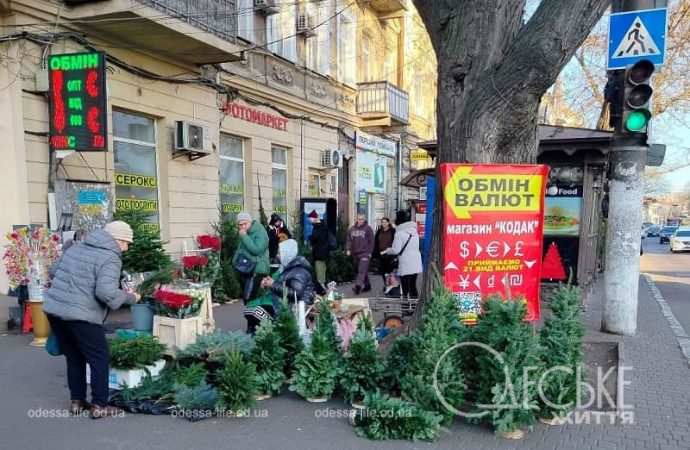 Елочное разнообразие в Одессе