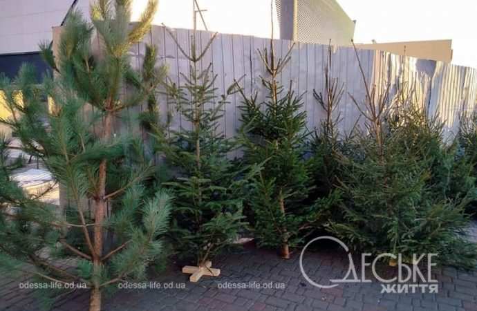 Продажа новогодних елок в Одессе