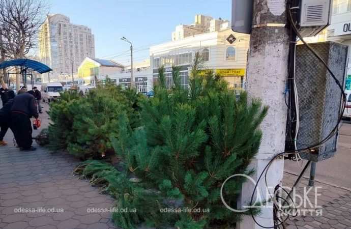 В Одессе продают елки