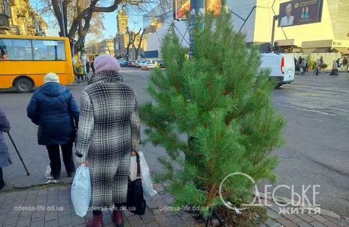 Елки в Одессе