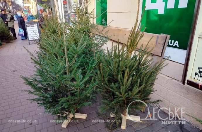 Продажа елок в Одессе