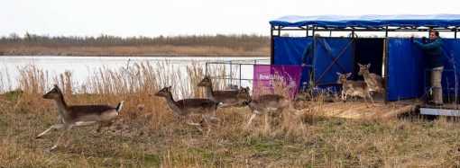 В Вилково олени-переселенцы стали наведываться на огороды жителей: как решали проблему