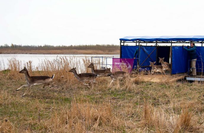 В Вилково олени-переселенцы стали наведываться на огороды жителей: как решали проблему