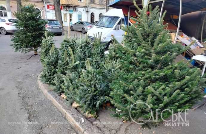 ялинки в одесі