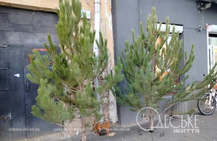ялинки в одесі