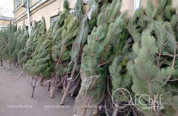 ялинки в одесі