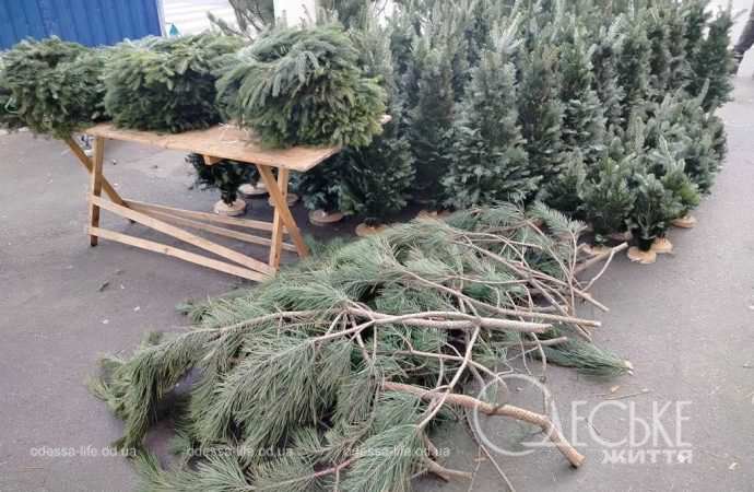 ялинки в одесі