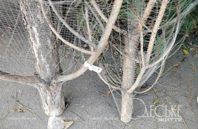 ялинки в одесі