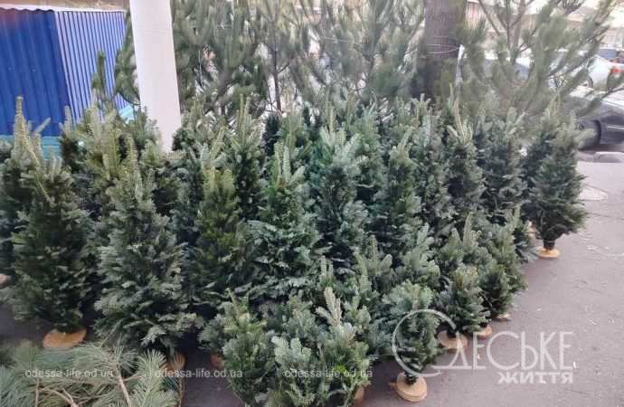 ялинки в одесі
