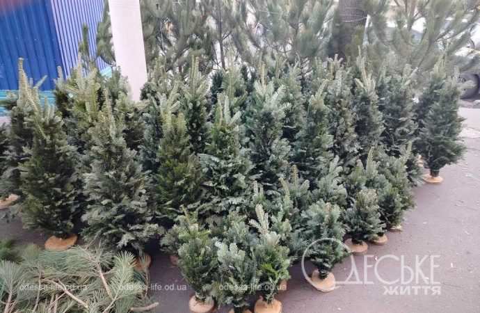 ялинки в одесі
