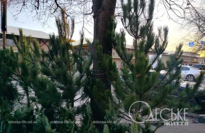 ялинки в одесі