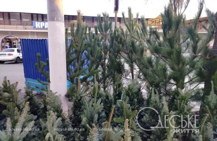 ялинки в одесі