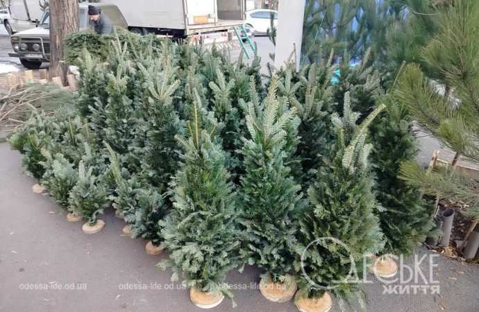 ялинки в одесі