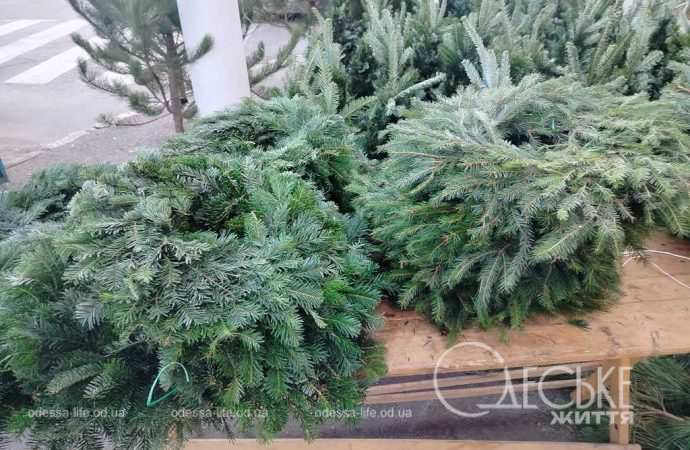 ялинки в одесі