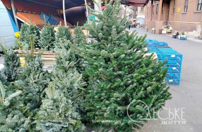 ялинки в одесі