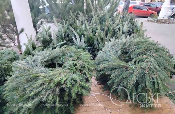 ялинки в одесі