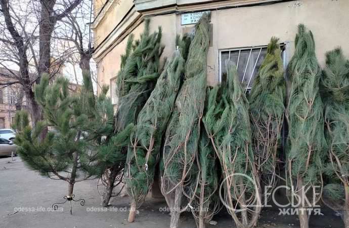 ялинки в одесі