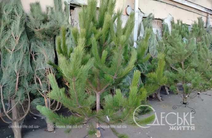 ялинки в одесі