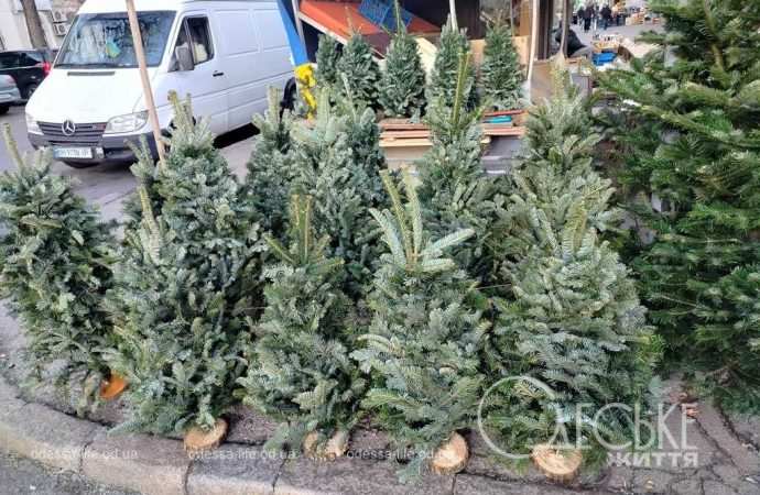 ялинки в одесі