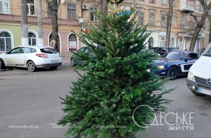 ялинки в одесі