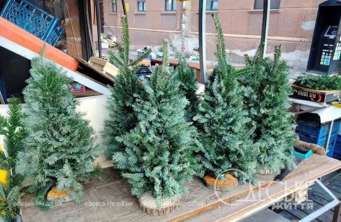 ялинки в одесі