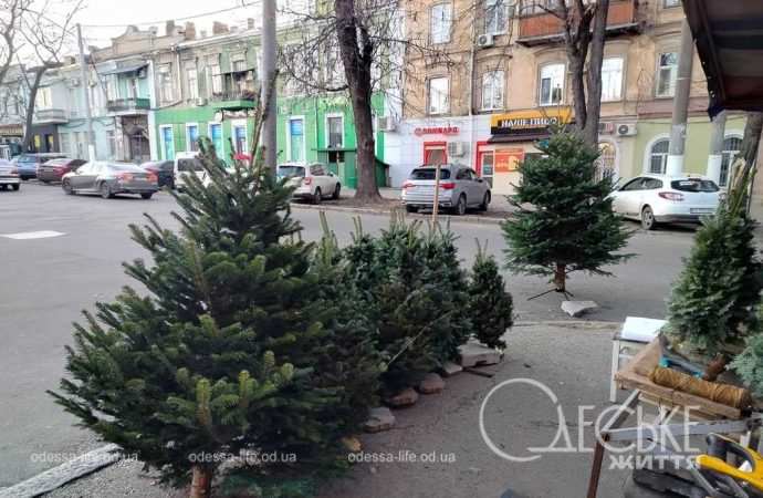 ялинки в одесі