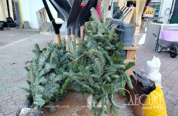 ялинки в одесі