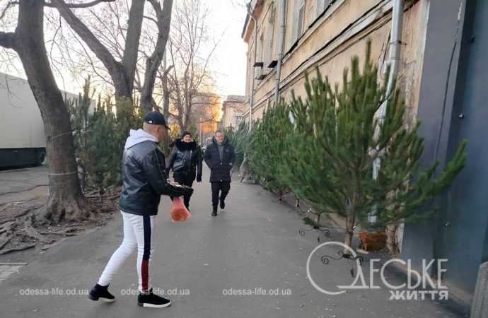 ялинки в одесі