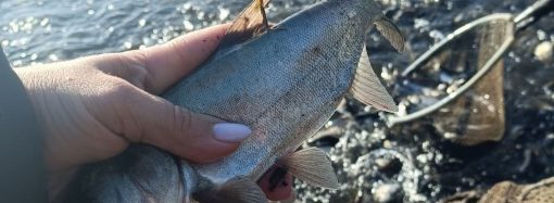 На Одещині буде ще більше риби: зарибили ще одне водосховище