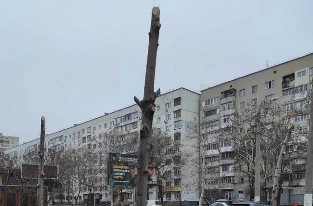 Варварски обрезали деревья на Таирова