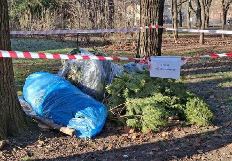 В Одесі приймають на переробку новорічні ялинки Надалі всі зібрані дерева будуть доставлені на територію комунального підприємства «Міськзелентрест» та перероблені на добрива. <img class=