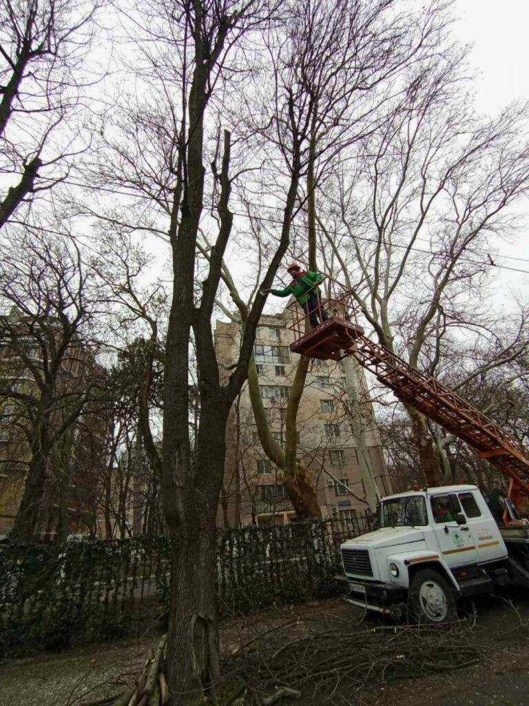 подрезка деревьев